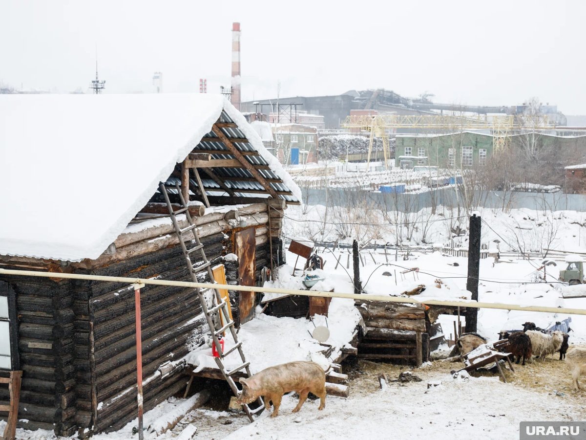  Дом Ташкента полуразрушен, а живность свободно выходит гулять