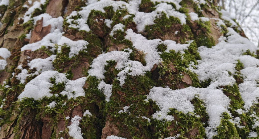    Первый городской канал Калининград