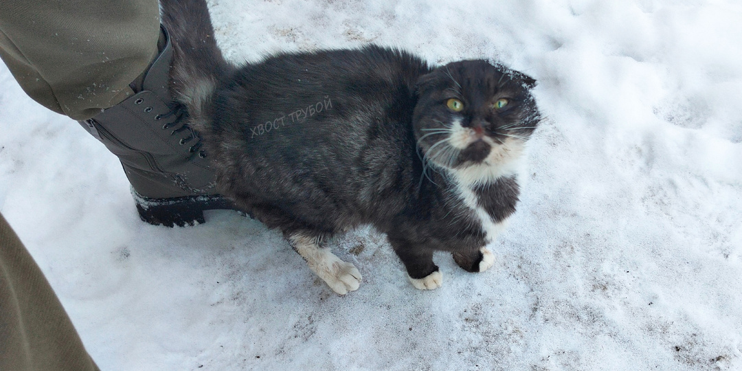 Даже среди людей красивая кошечка может остаться незамеченной и сгинуть...