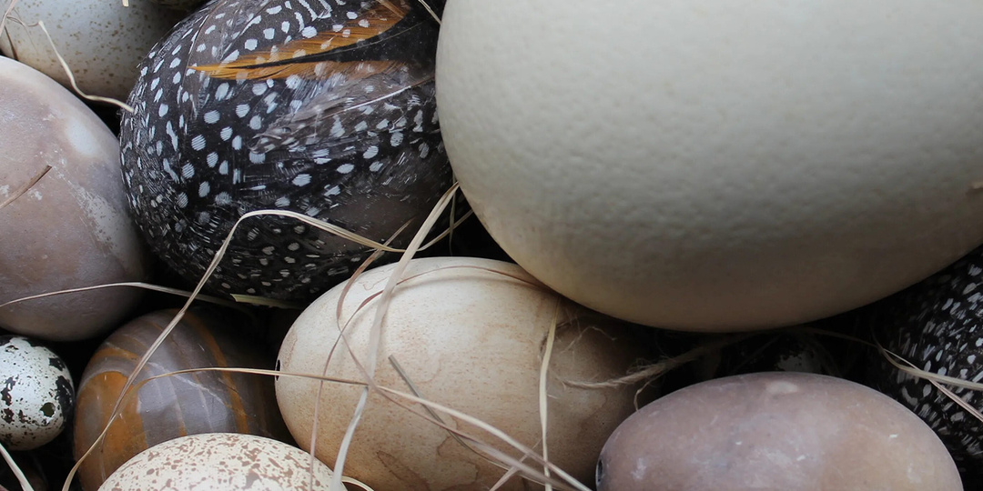 Холестериновый миф развенчан: почему врачи снова разрешили есть яйца и как они повышают тонус