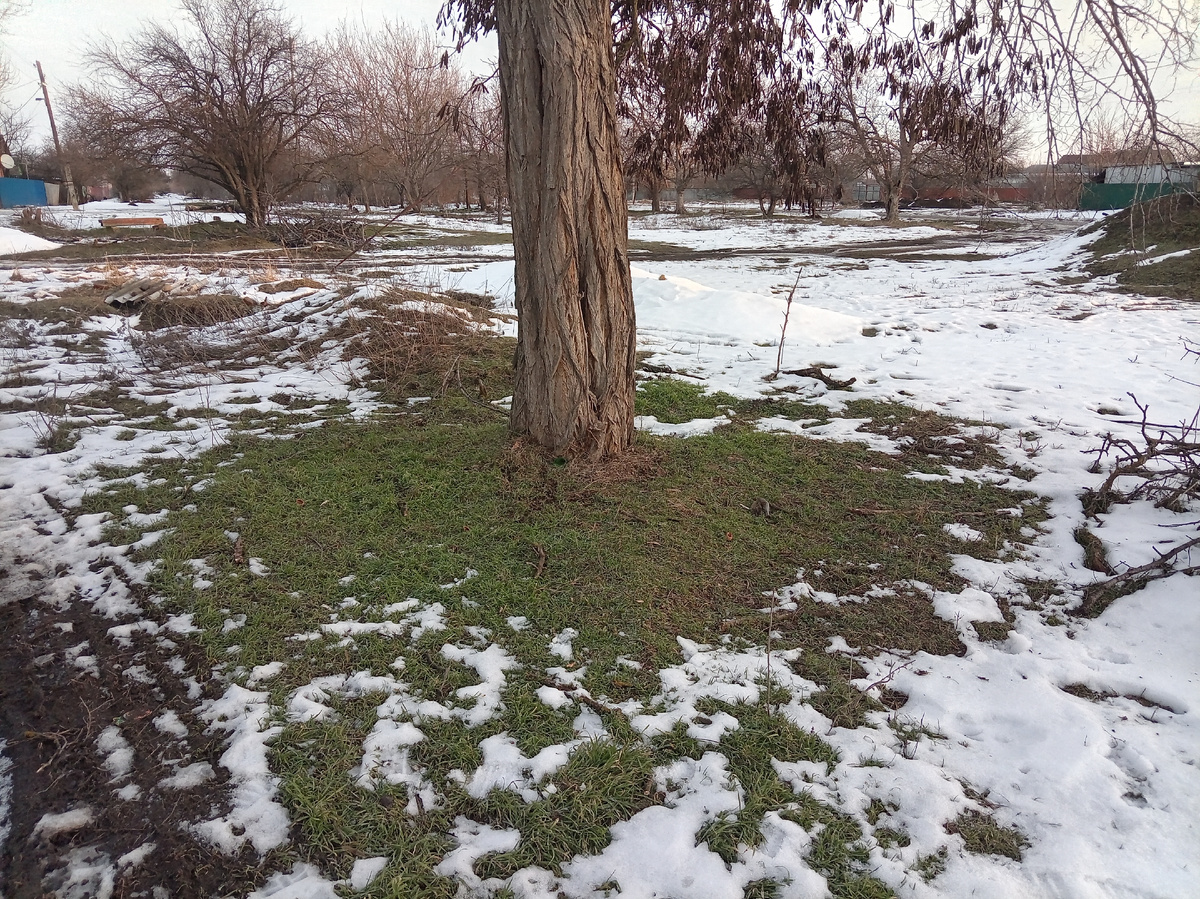 Вот зелёная травка и снег . 