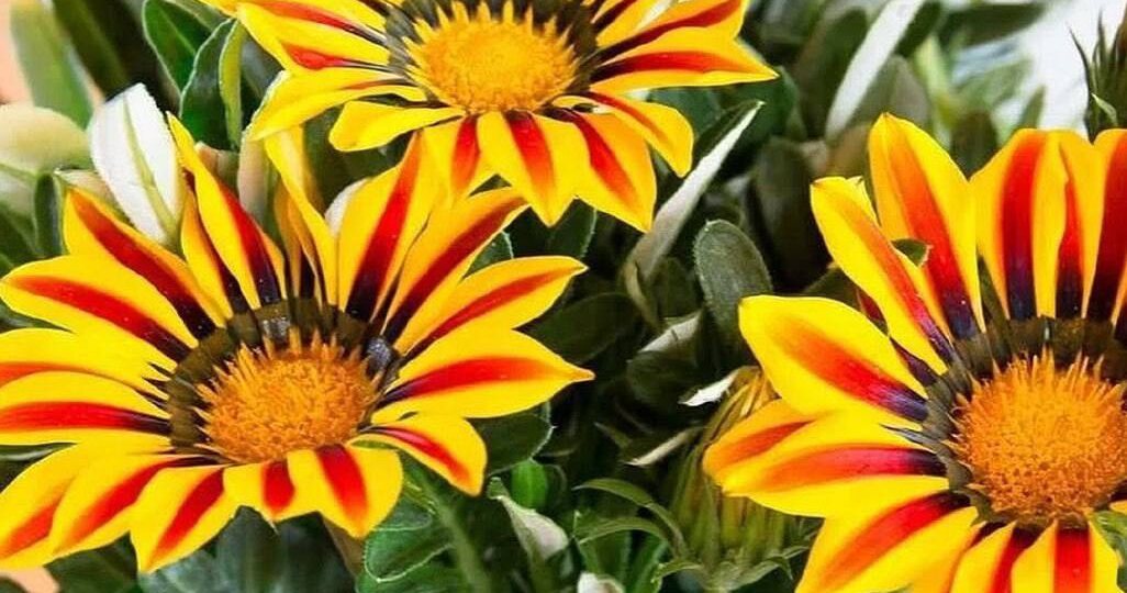 🌿 Если вы ищете альтернативу для петунии