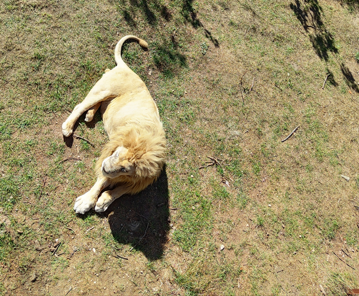 Это конечно не рысь, как вы заметили, но это фото я сделала в парке " Тайган " в Крыму. 