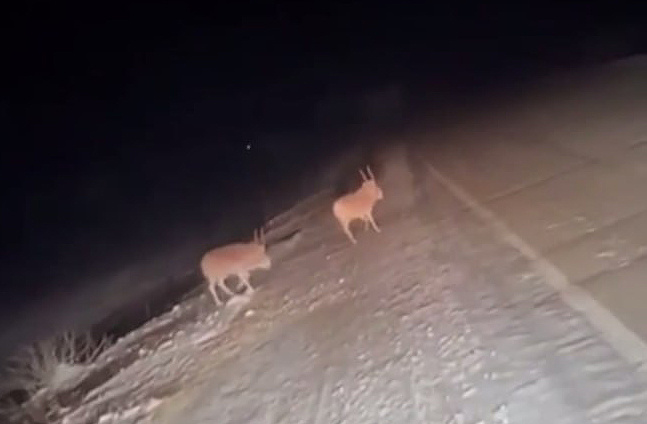 Фото: кадр из видео минэкологии Челябинской области