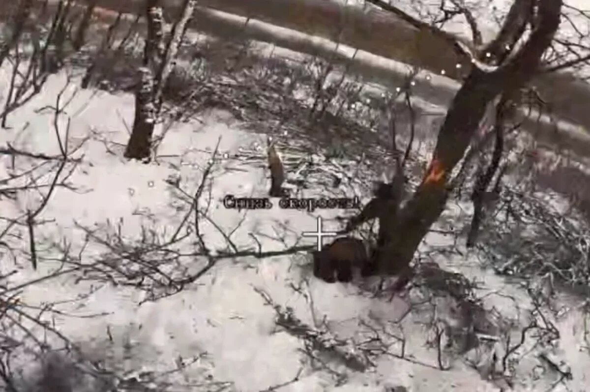    Подразделение ФСБ уничтожило диверсантов ВСУ на окраине Димитрова в ДНР