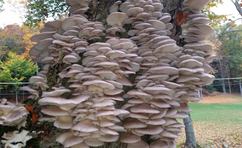 Фотография из интернета