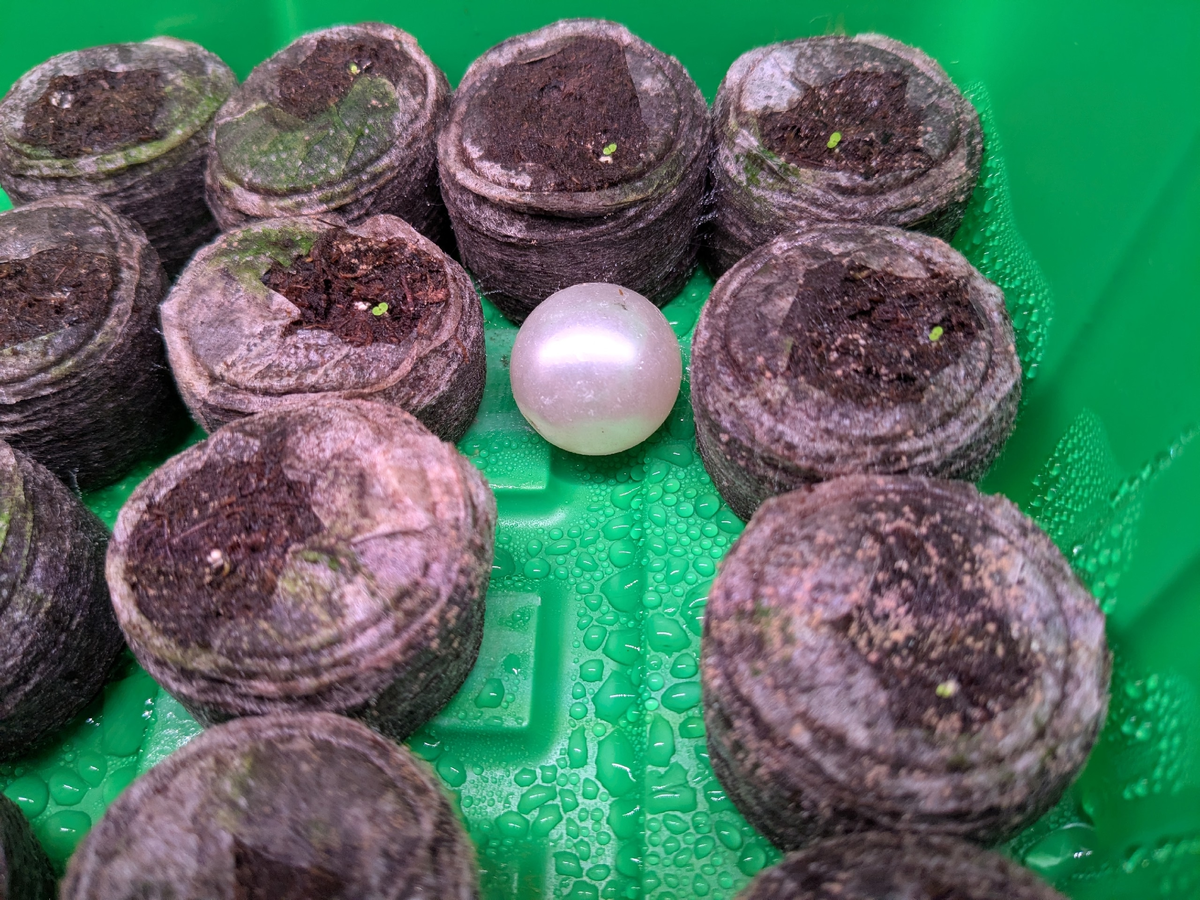 Всходы гибридной бегонии