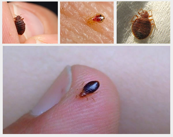 В этом мире масштаб решает всё: то, что для нас — пылинка, для природы — совершенный механизм.