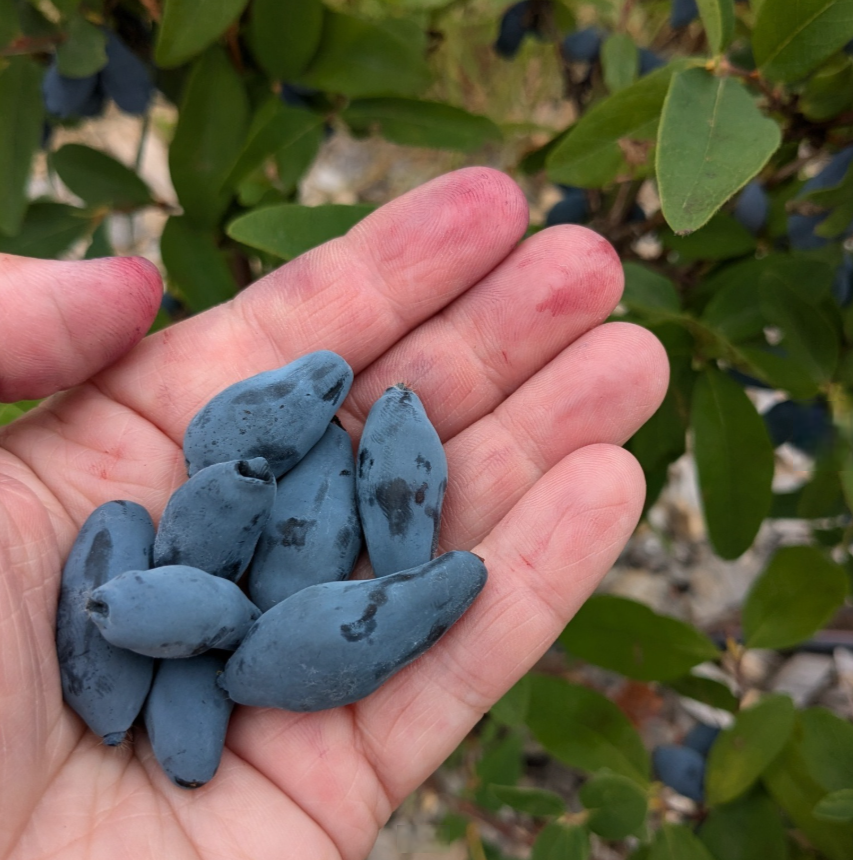 Жимолость. Вдали от города