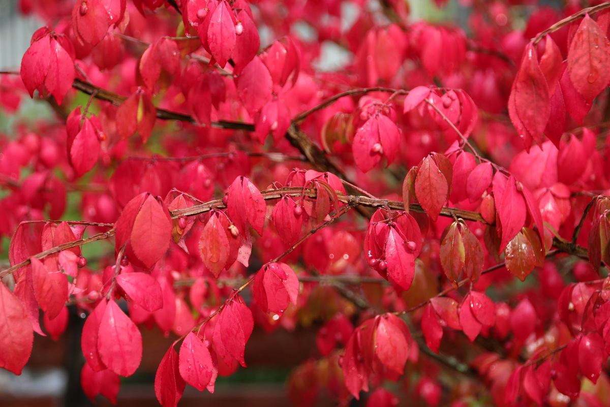 Замечательный европейский