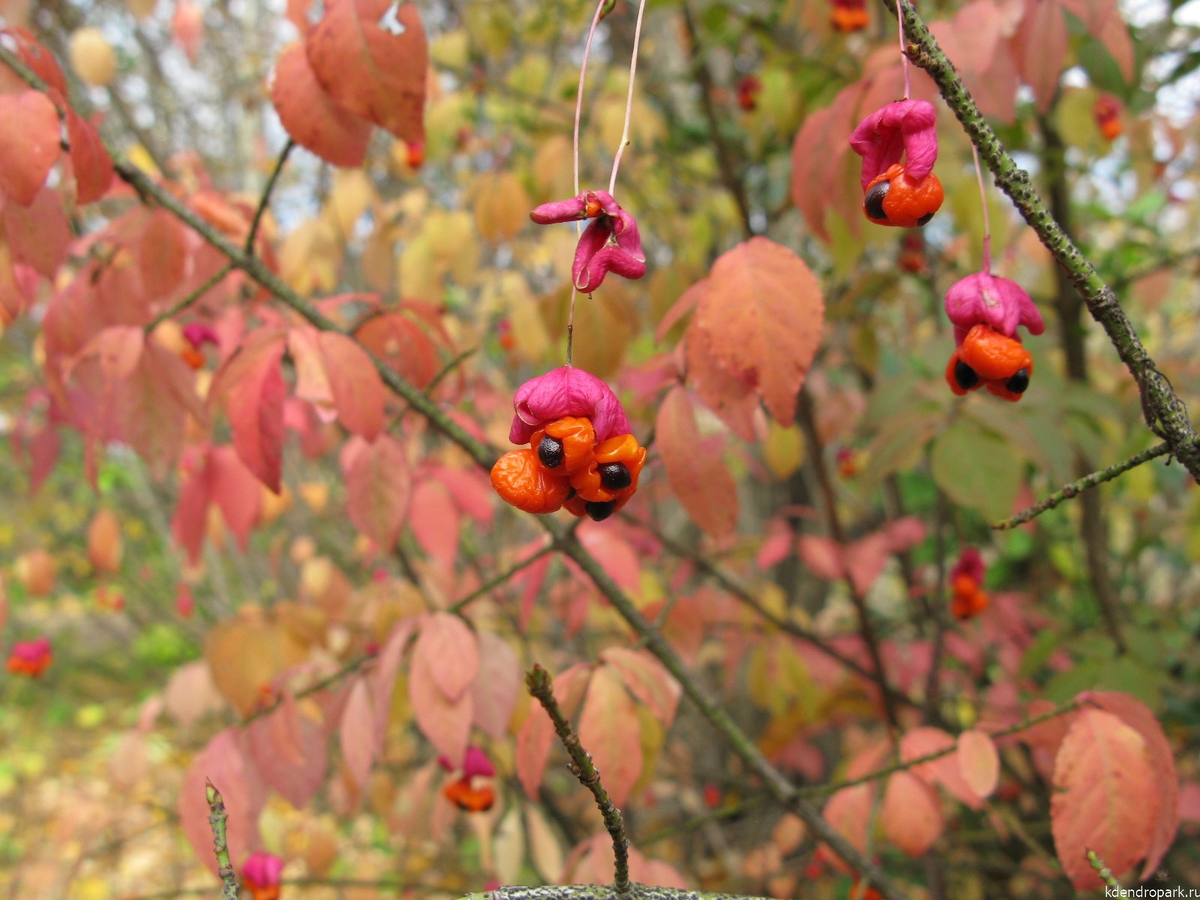 замечательный бородавчатый. он за вами наблюдает