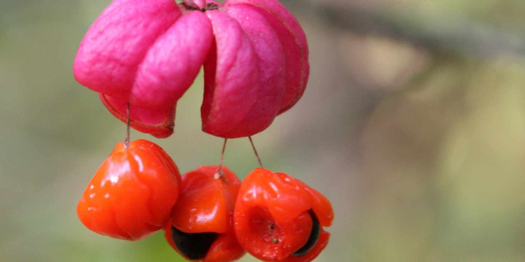 Бересклет: как ядовитый куст из подлеска стал стратегическим ресурсом СССР