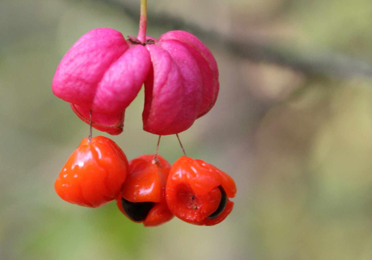 ��� �� ���������� ������. (������ ����� � �� ��� ��������)