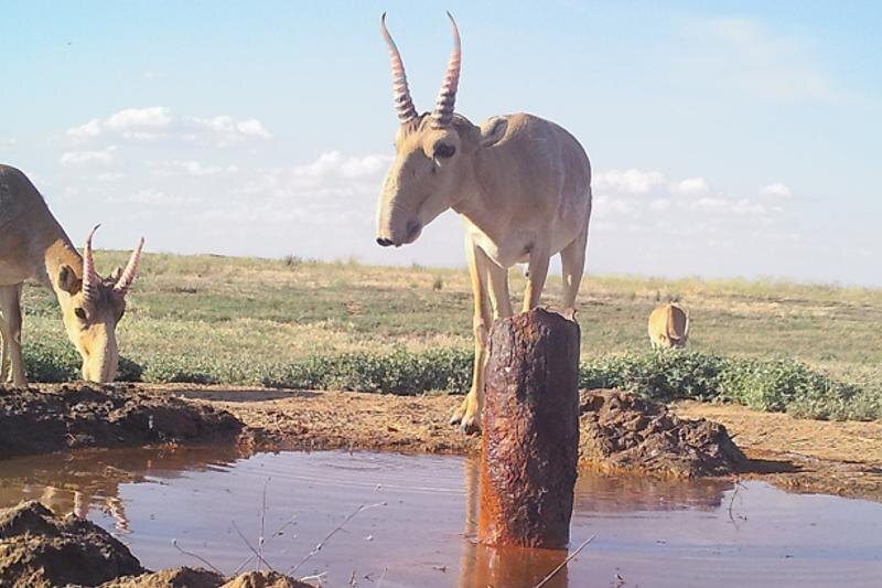    Сайт «Дикая природа России». Сайгаки на водопое