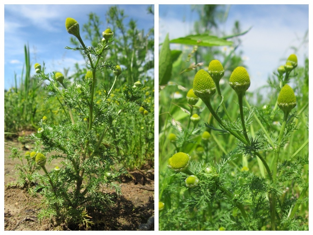    Ромашка пахучая: общий вид растения, соцветия