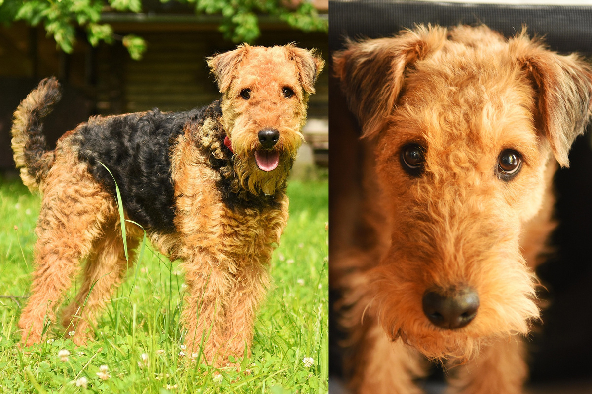 Назовите породу собак. Подборка фото