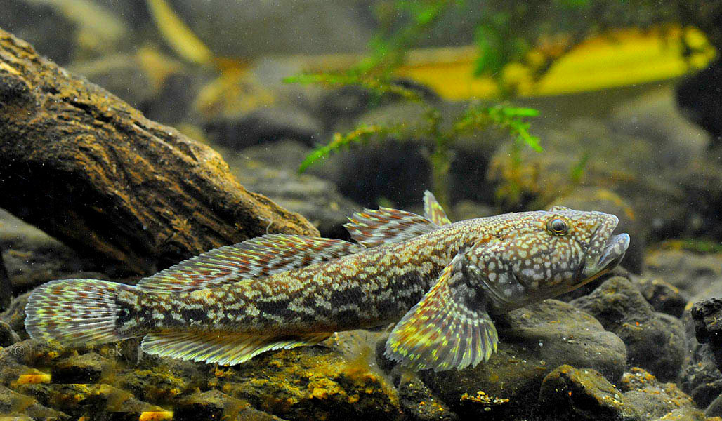 Бычок-головач.