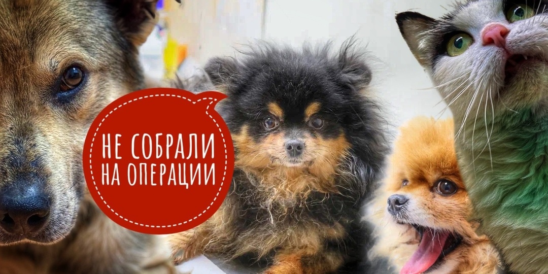 Мы НЕ собрали на операции собакам, ни на Шпица, ни на ампутацию!