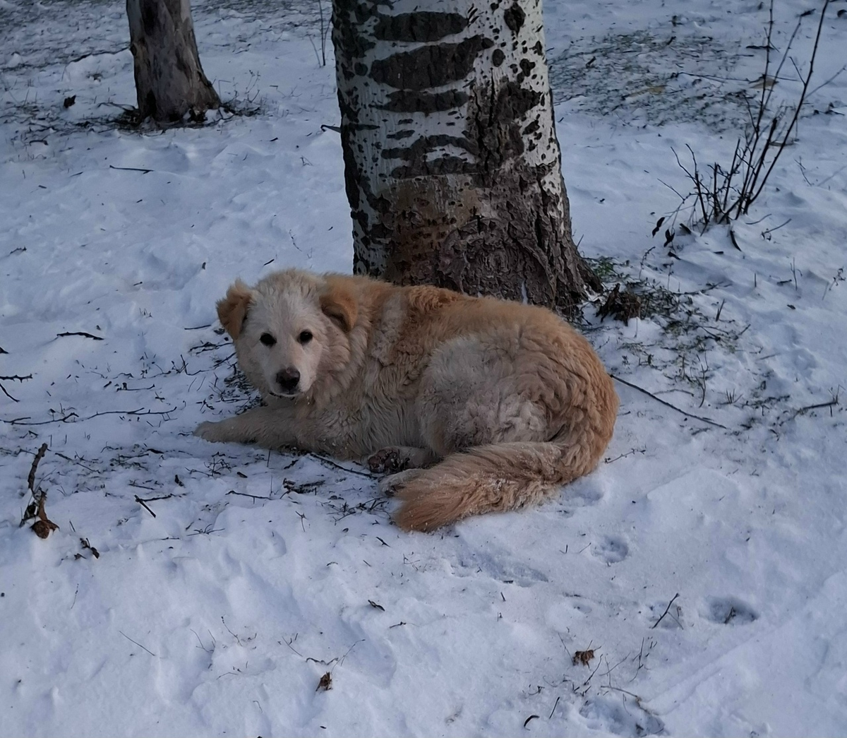 Вот так лежала сбитая собачка прямо на улице. В холоде. Бедная...