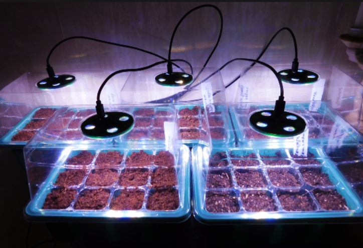 мини-теплички с фитолампами