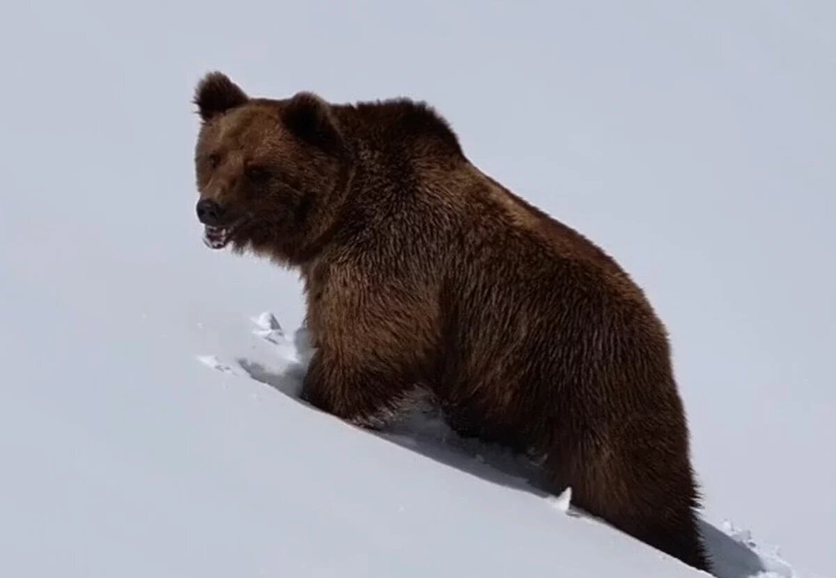    Скриншот видео t.me/sochigeograf