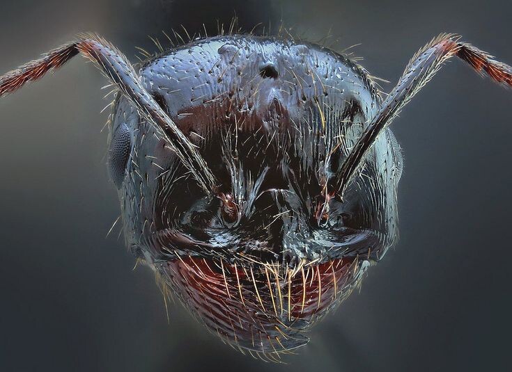 10 Удивительных фактов о муравьях
