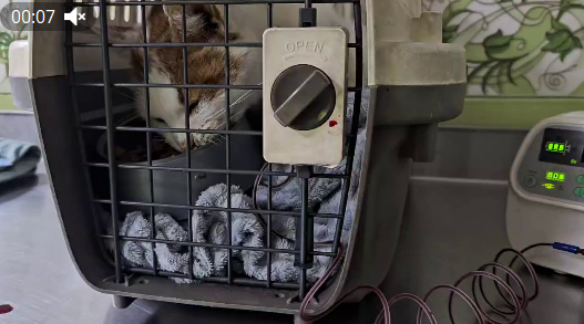 Что стало с котом с вокзала, которому требовалось переливание...Рассказываю...