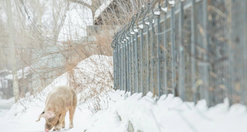    Свиньи свободно гуляют по городу и мешают жителям