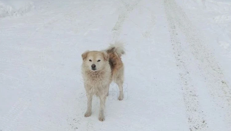    Пять часов в снежном плену: пёс привёл помощь к 85-летней хозяйке, застрявшей в сугробе
