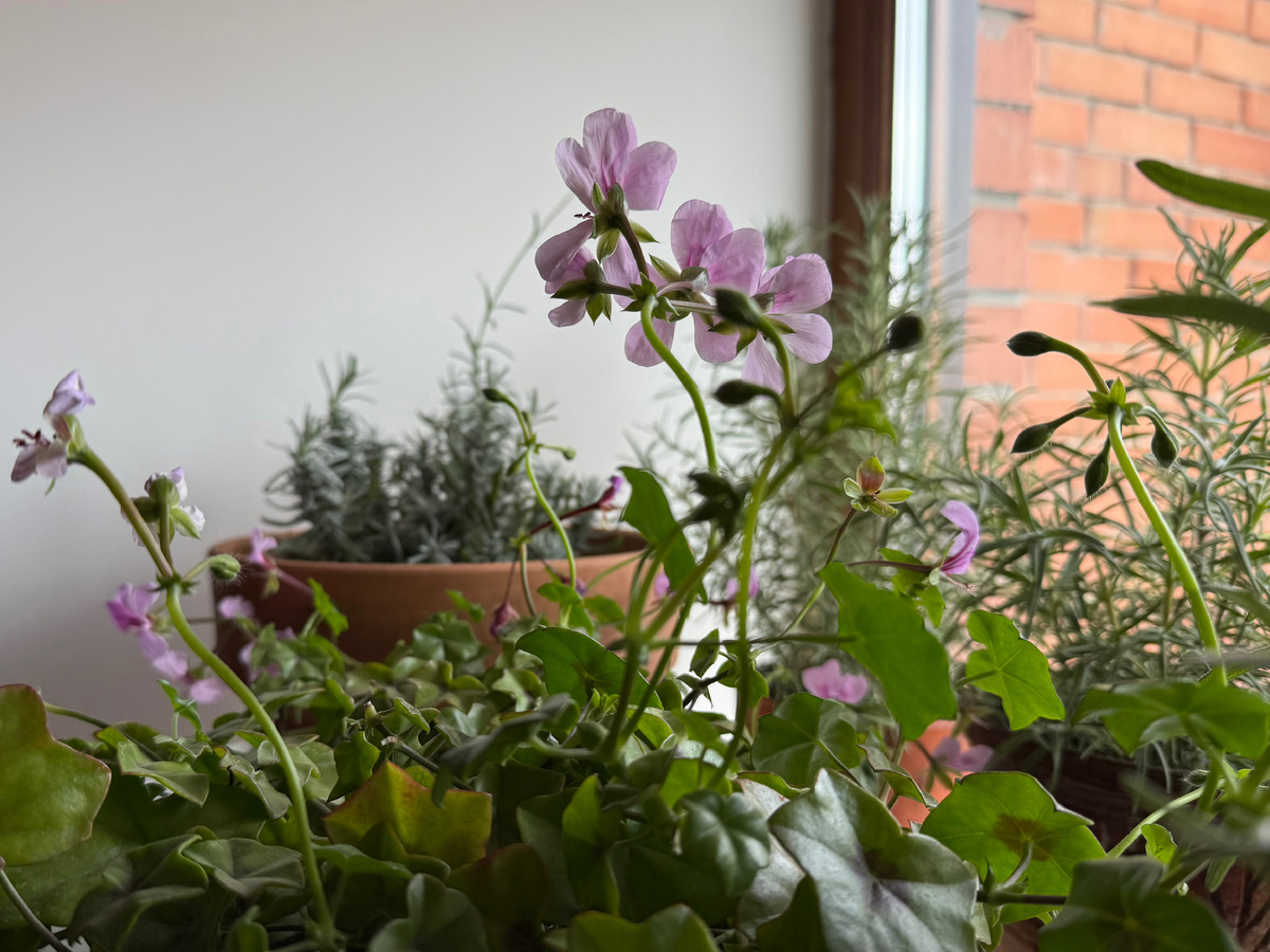 Пеларгония плющелистная (Pelargonium peltatum) семейства Гераниевые, или Журавельниковые (Geraniаceae), сорт «Водопад лета». Все фото из архива автора 🤳 