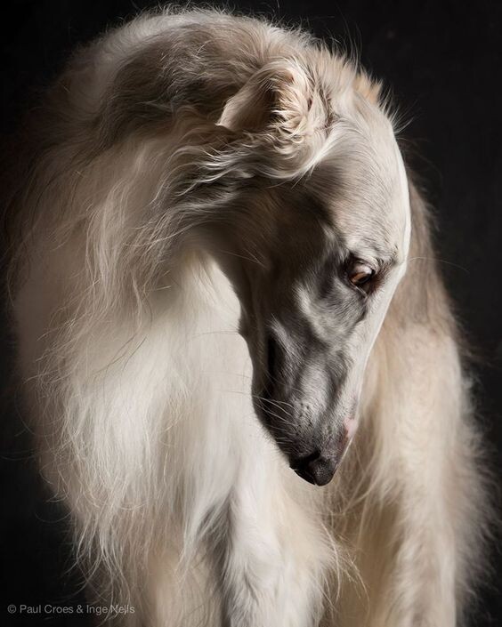 "Уж если она некрасива, что значит тогда красота?"