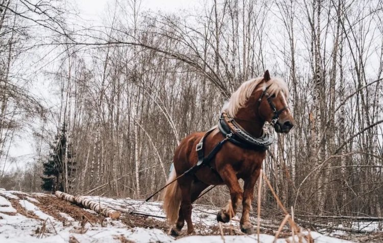    Фото: Минсельхоз Смоленской области