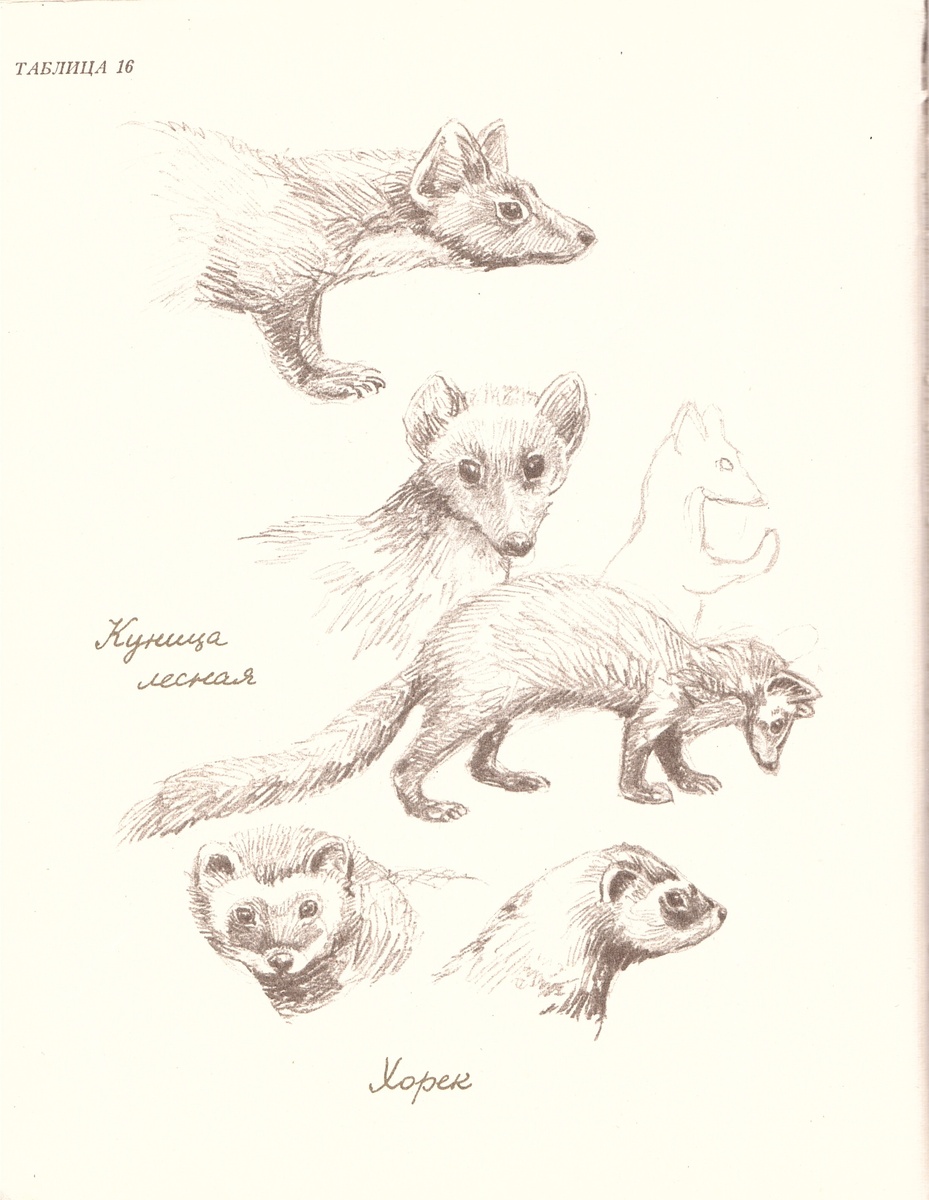 Автор всех работ - Ян Соколовский