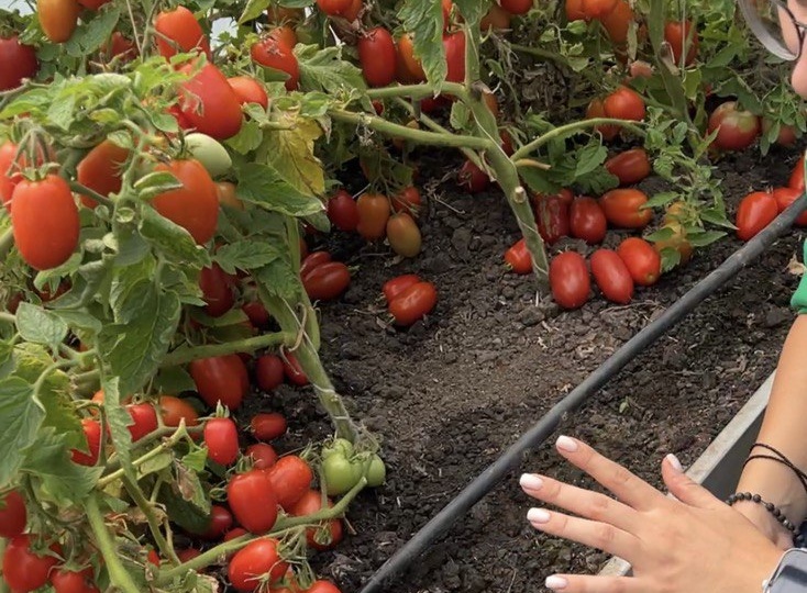 НЕ ТРЕБУЮТ ПАСЫНКОВАНИЯ! ТОП малоуходных томатов на 2026 сезон, которые будут на моем участке!