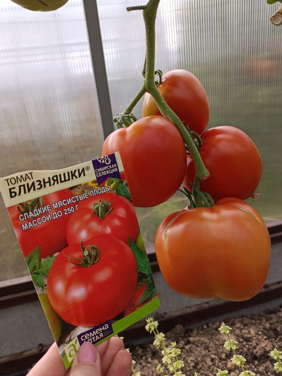 Фото Sadovod.live