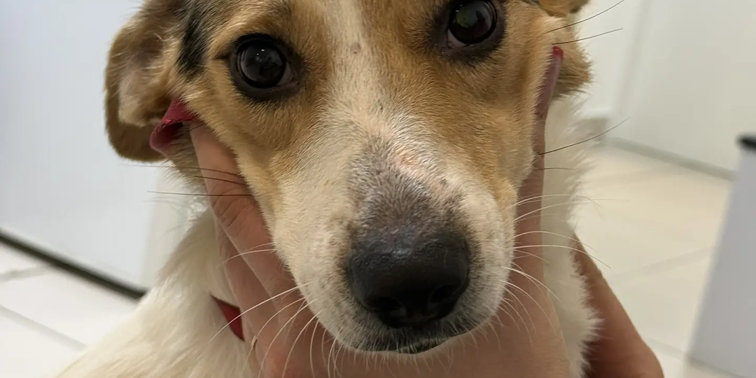 Малышка ищет дом. Сейчас в приюте. Горловка. ДНР. Откройте своё сердце. Заберите домой