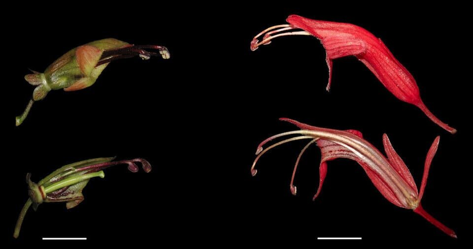   Jing-Yi Lu et al. / New Phytologist , 2026