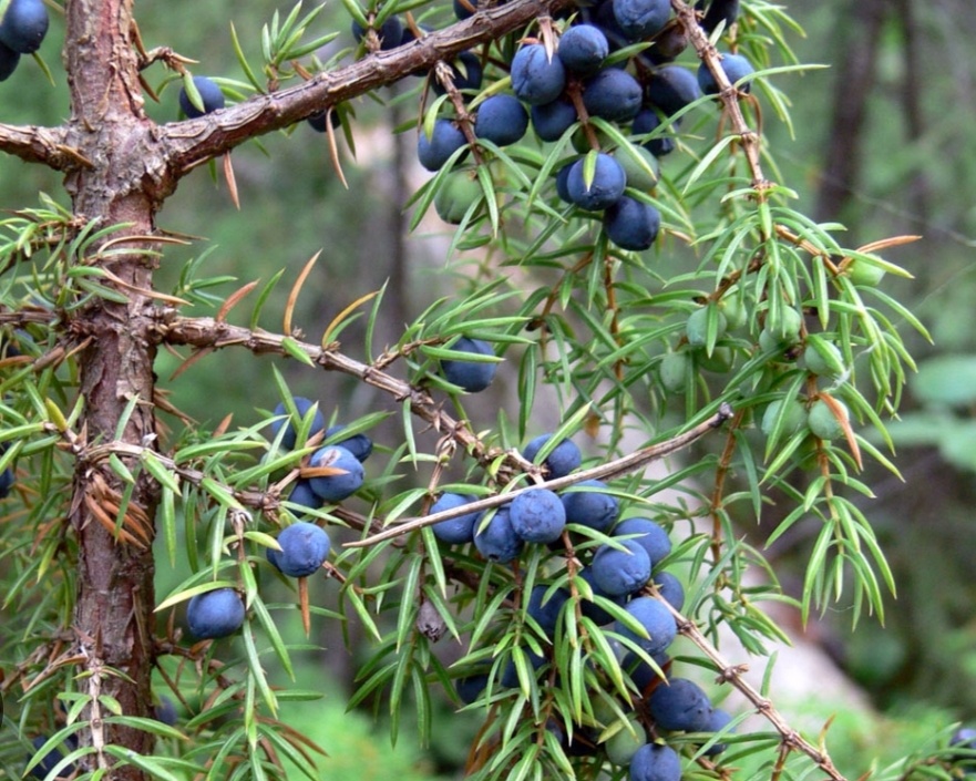 «Не ягоды, а шишкоягоды. Концентрат лесной магии и медицины. Обращаться с уважением».