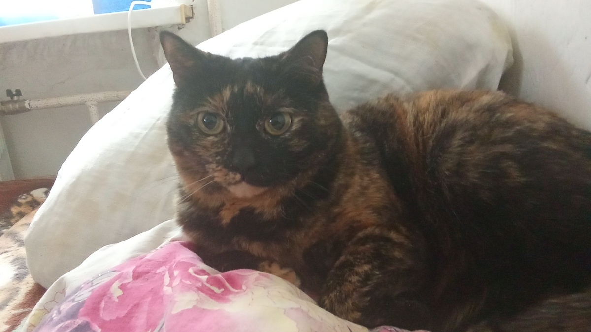 Мамина кошка Мурка