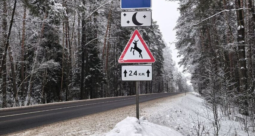    В Беларуси отмечен существенный рост ДТП с дикими животными в 2025 году: где они чаще происходят?