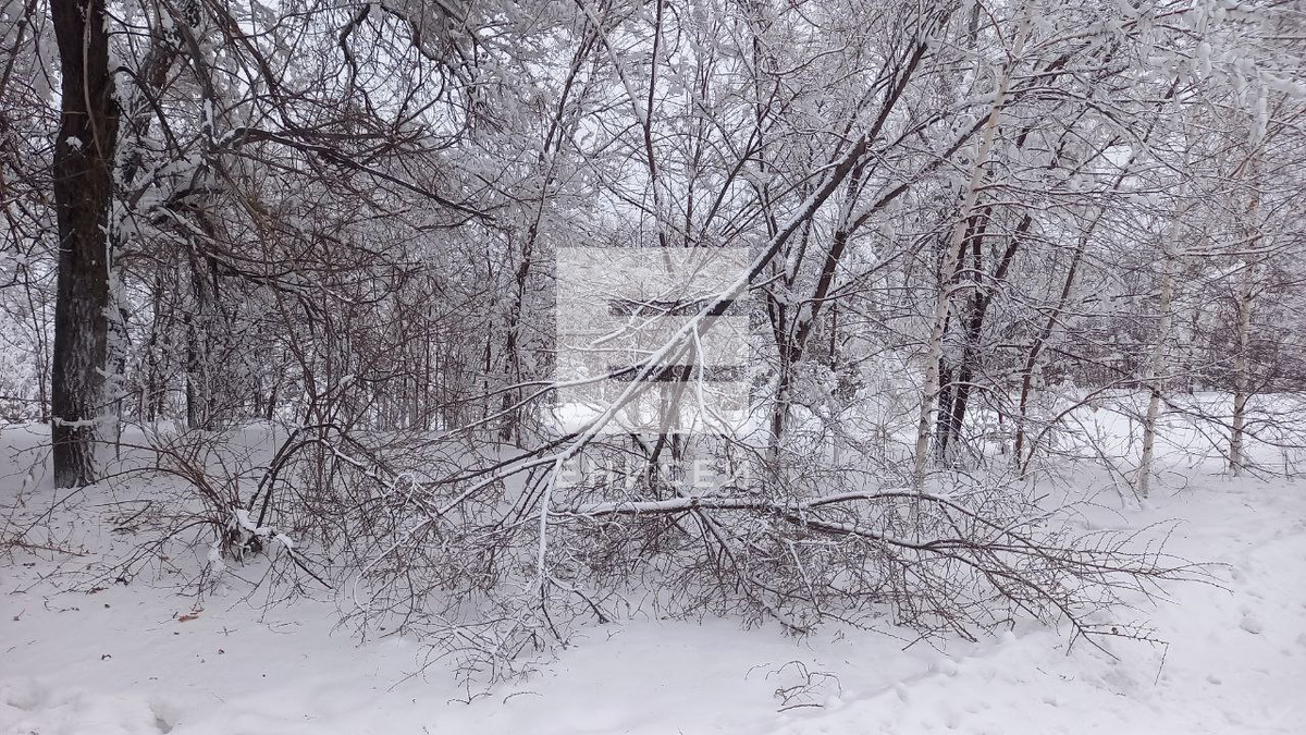     В Красноярске стали ломаться ветви деревьев под тяжестью снега