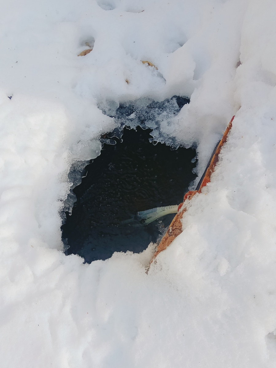 Лунка в пруду