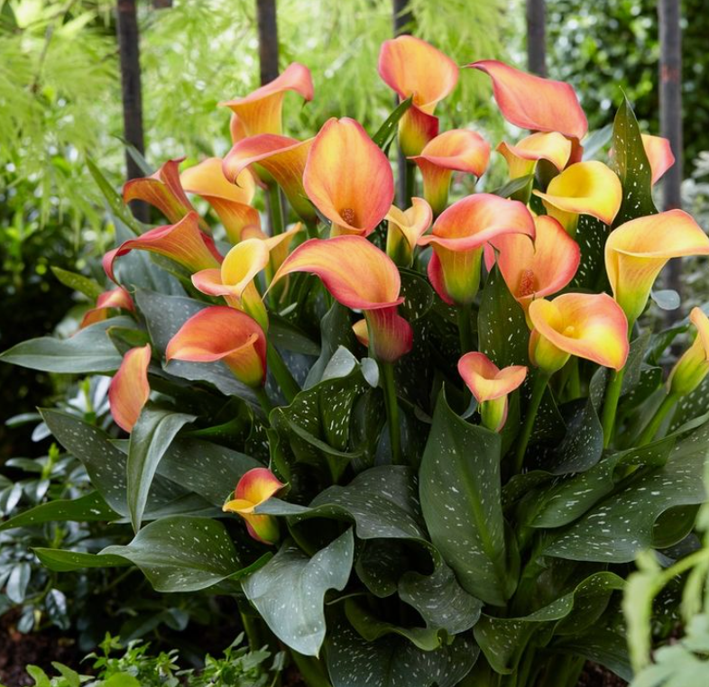 Калла Монинг Сан