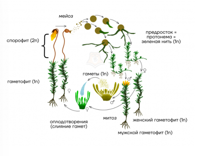 Жизненный цикл мха (источник - сайт УмСкул https://umschool.net/library/biologiya/sporovye-rasteniya/)