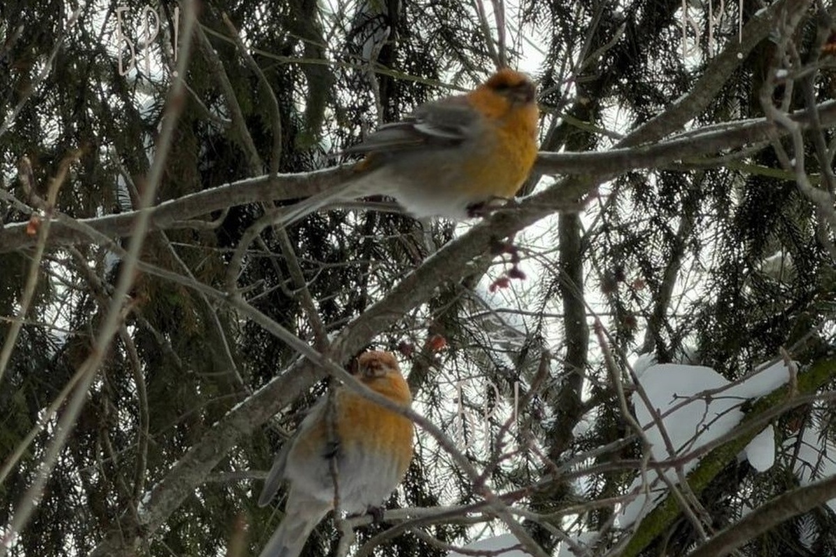    Фото: пресс-служба администрации г. о. Балашиха, источник: balashiha.ru