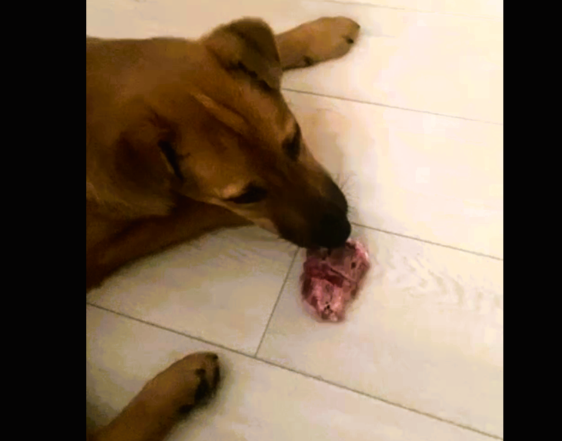 Учимся красиво грызть косточки