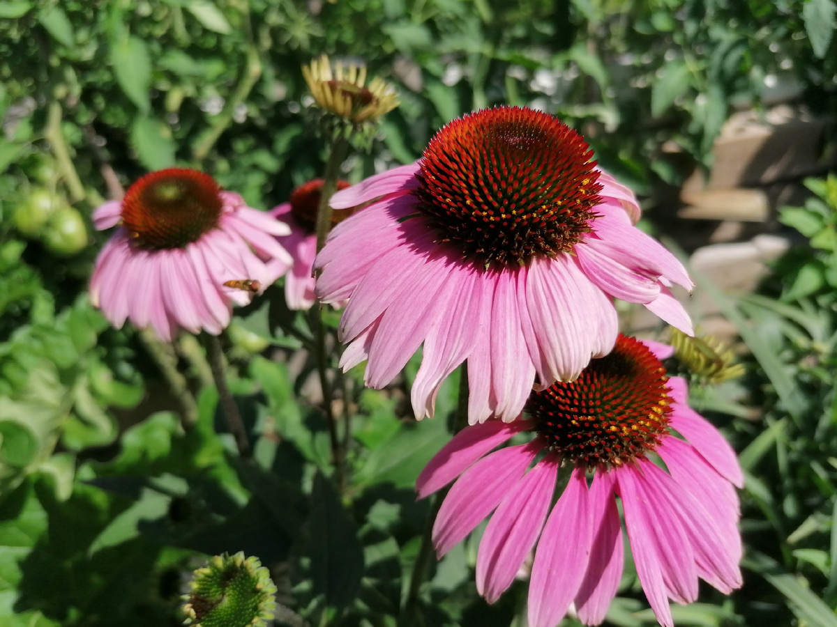 Эхинацея пурпурная (Echinácea purpúrea) в нашем саду. Фото автора @Маша Генералова
