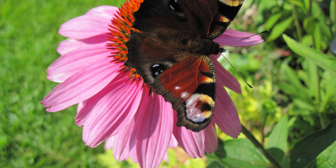 Эхинацеи, Вероники, шалфеи- заказ от Поиска