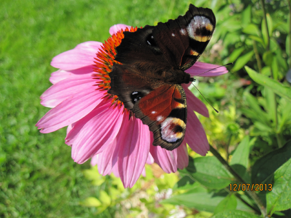 Бабочка и Эхинацея пурпурная (Echinácea purpúrea) в нашем саду. Фото автора 2013 г. @Маша Генералова