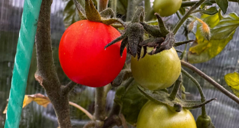    Первый городской канал Калининград